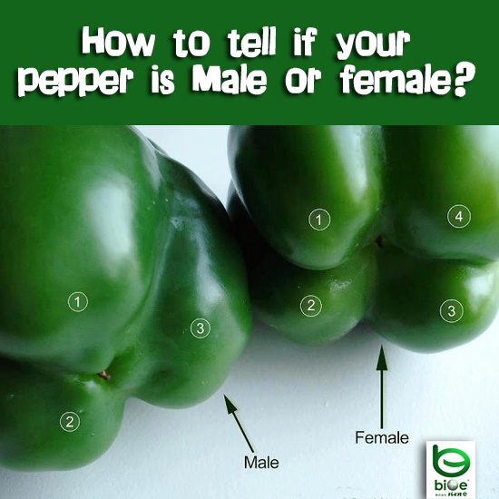 Sexing peppers? Pepper-myth