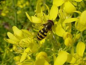 syrphidclose
