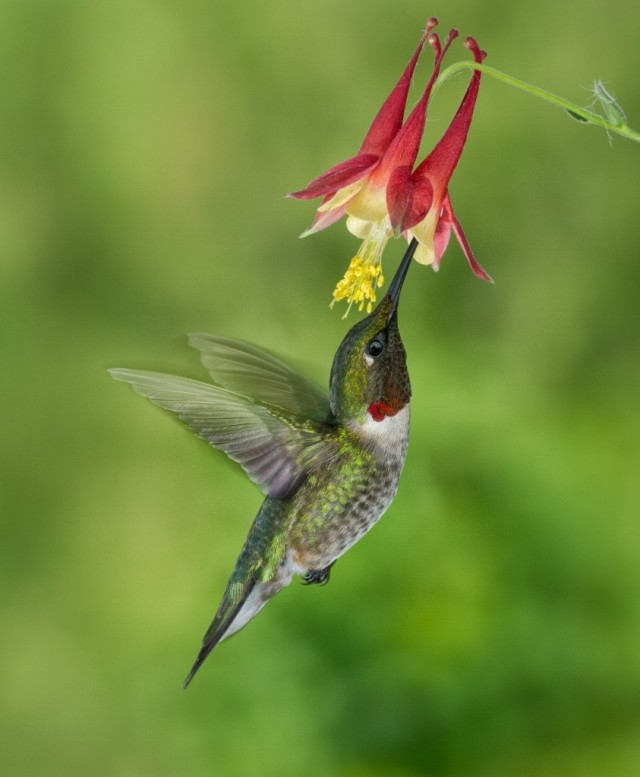 hummingbird-at-columbine